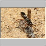 Agenioideus cinctellus - Wegwespe mit Spinne 03b - Sandgrube Niedringhaussee.jpg